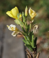 Oenothera biennis