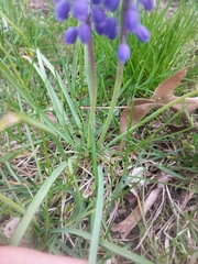 Muscari botryoides