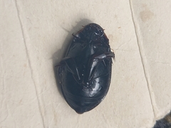 Megadytes