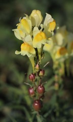 Linaria vulgaris