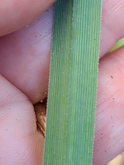 Cyperus ligularis image