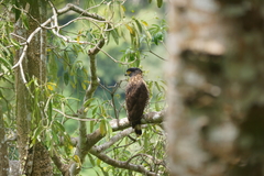 Spilornis rufipectus