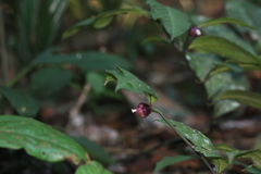 Palicourea apoda