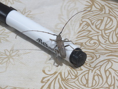 Pantomallus sordidus