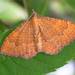 Yellow Shell Moth - Photo (c) Walwyn, some rights reserved (CC BY-NC-SA)