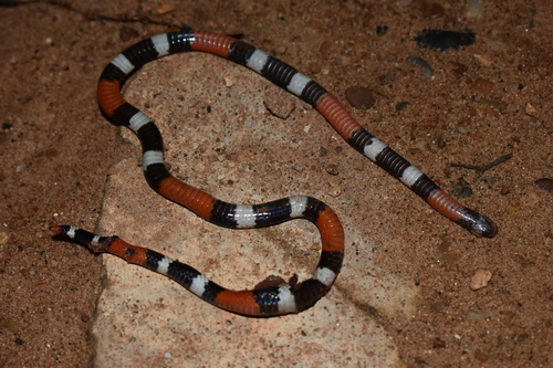 Photo of a Pygmy Coral Snake (Micrurus dissoleucus)