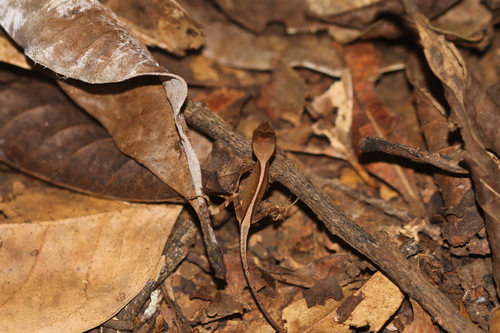 Goldenscale Anole, Anolis chrysolepis