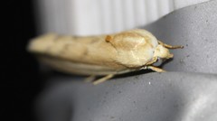 Earias huegeliana