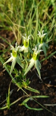 Asclepias eminens