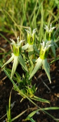 Asclepias eminens