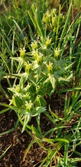 Asclepias eminens