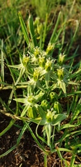 Asclepias eminens