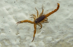 Tityus serrulatus