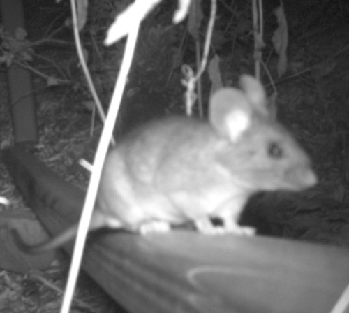 iNaturalist observation photo of Dusky-footed Woodrat