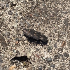 Melanophila consputa
