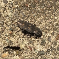 Melanophila consputa