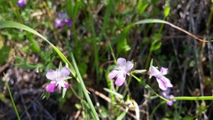 Collinsia sparsiflora collina