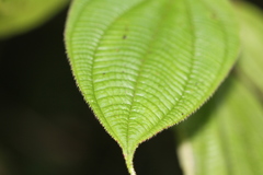Miconia silvicola