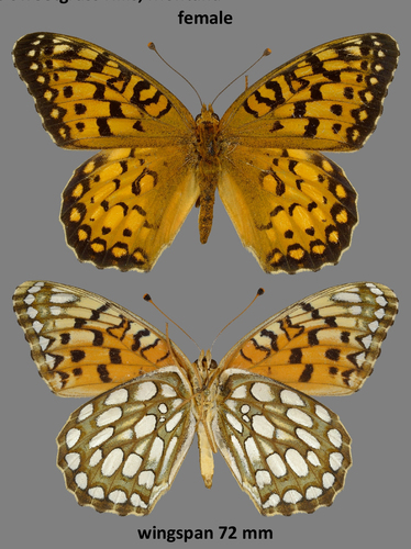 Edwards's Fritillary