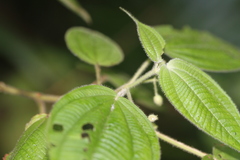 Miconia silvicola