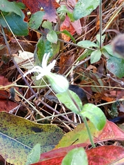 Silene stellata