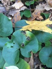 Puccinia asarina