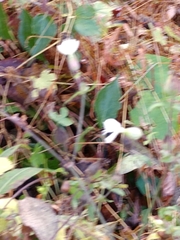 Silene stellata