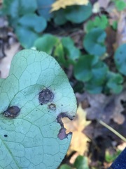 Puccinia asarina