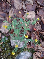 Senecio viscosus
