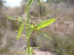 Euphorbia francoana