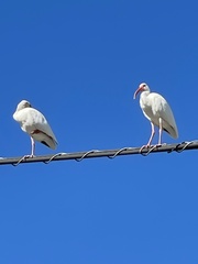 Eudocimus albus