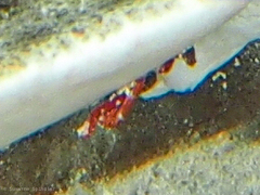 Stibarobdella macrothela