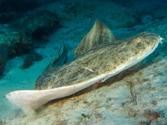 Stibarobdella macrothela