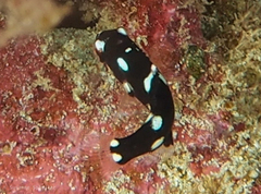 Bodianus scrofa