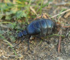 Meloe autumnalis