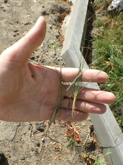 Festuca trachyphylla