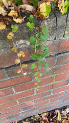 Parthenocissus tricuspidata