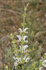 Salvia argentea