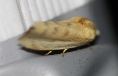 Earias huegeliana
