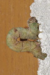 Hypomecis punctinalis