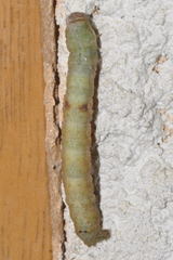 Hypomecis punctinalis