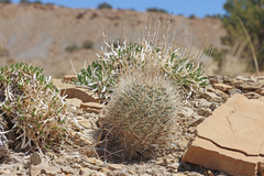 Sclerocactus
