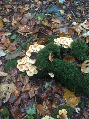Hypholoma lateritium