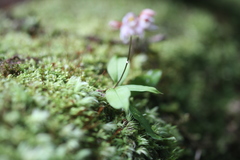 Cheiradenia cuspidata