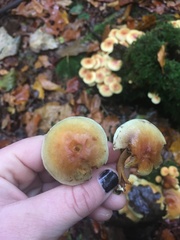 Hypholoma lateritium