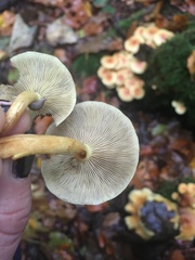 Hypholoma lateritium