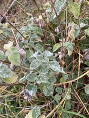 Marrubium supinum