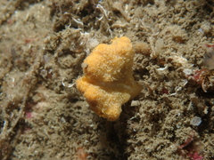 Axinella damicornis