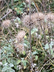 Marrubium supinum