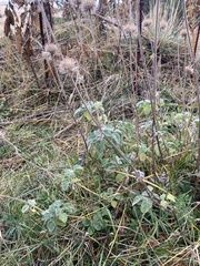 Marrubium supinum